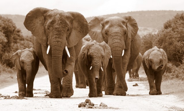 A herd of elephant. Sepia tone. Taken in Addo Elephant National Park, South Africa